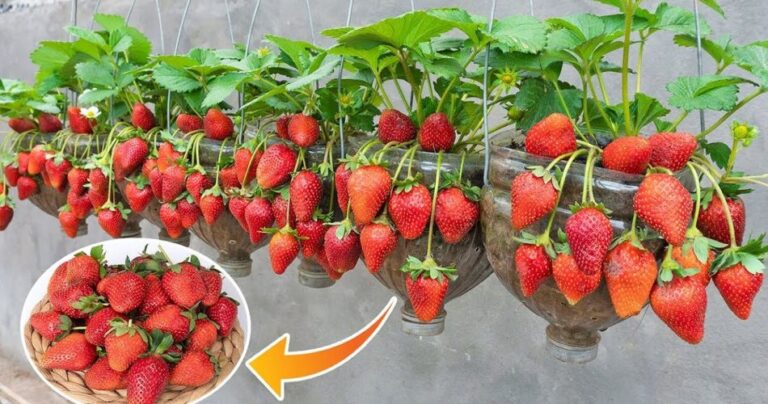 How to grow strawberries in pots on the balcony