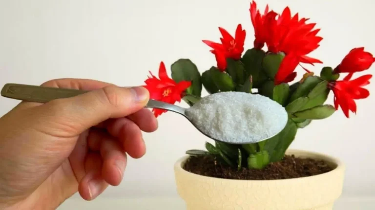 With a pinch of this any flower you have at home instantly blooms