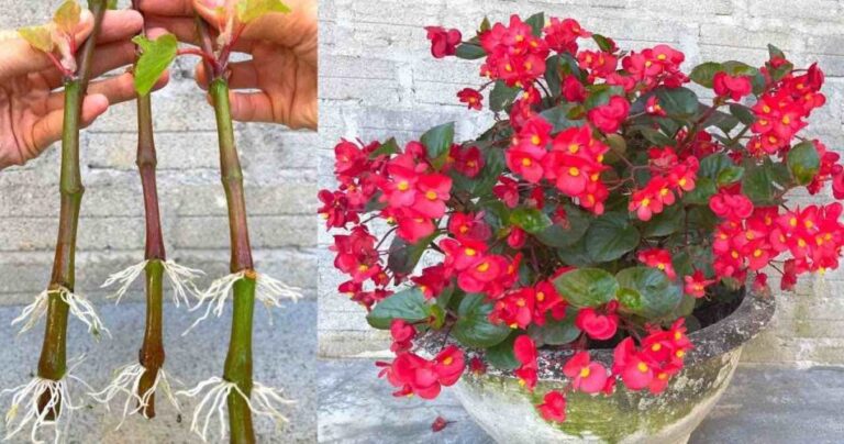 Begonias, how to propagate endless branches with 1 banana: it multiplies instantly