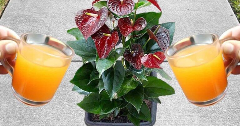 A natural flowering bomb for Anthurium: it could last up to 15 years