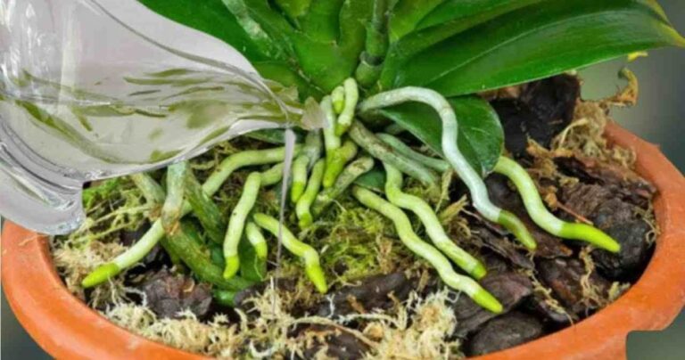 A substance that makes the roots and flowers of orchids bloom all year round: very lush