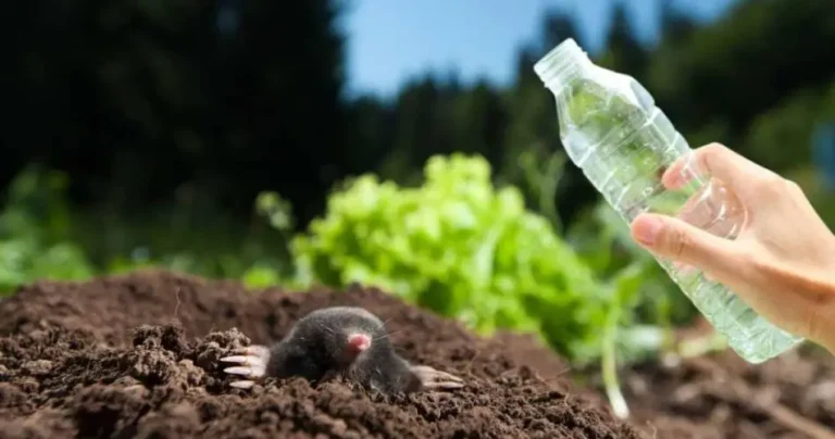 Moles will immediately stay away from the garden with this home remedy