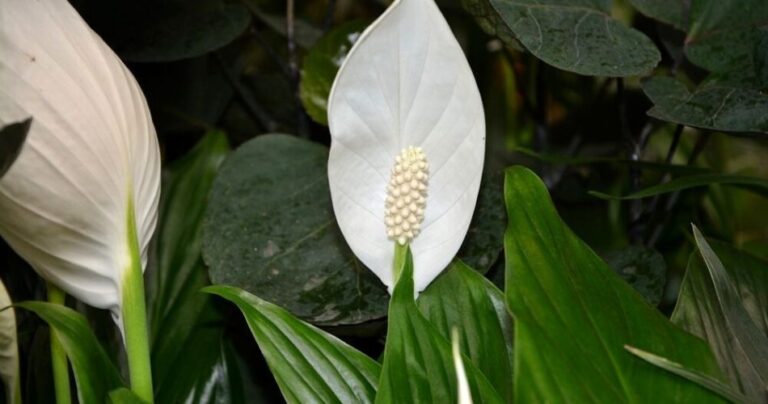 How to Make Spathiphyllum Bloom Again: 5 Techniques to Try