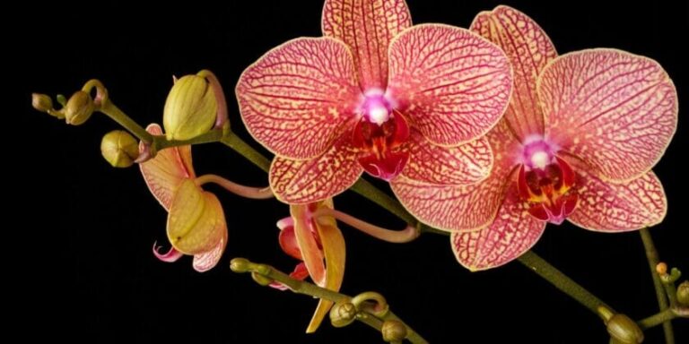 Instead of throwing it away, here’s how to save and revive a dying orchid with no flowers and dry leaves