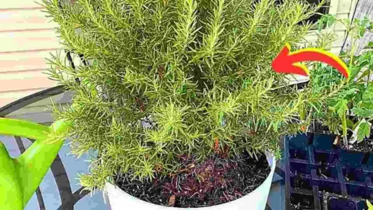 Nurserymen’s advice so that potted rosemary lasts more than 10 years