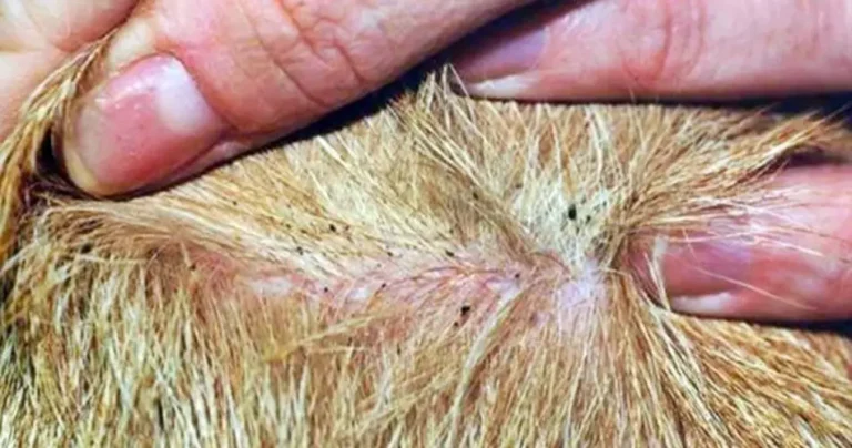 The best remedies against fleas and ticks for dogs and cats