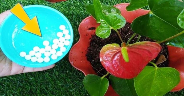 Anthurium, how to care for it and grow it at home: only then will it live a long time