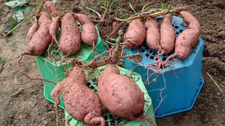How to grow sweet potatoes in containers at home