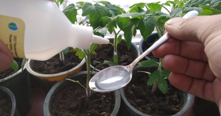 Here is the correct method to water plants.