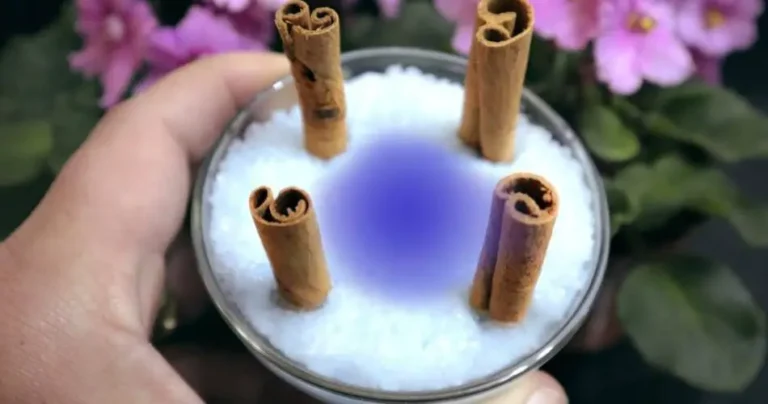 Place 4 cinnamon sticks in salt and watch what happens in 10 minutes.