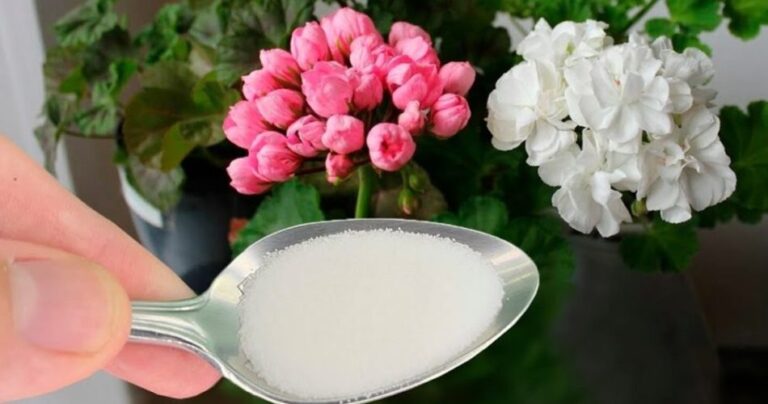 Just one tablespoon of this ingredient and the flowering will be spectacular!