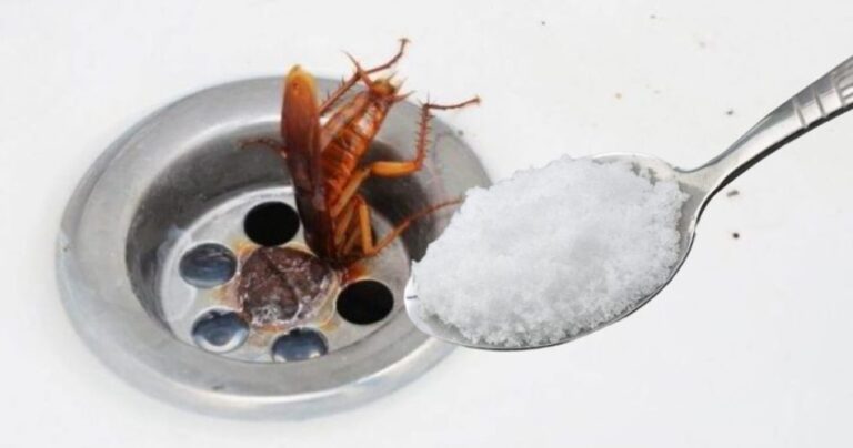 How to keep cockroaches away from the kitchen: the only 100% reliable remedy