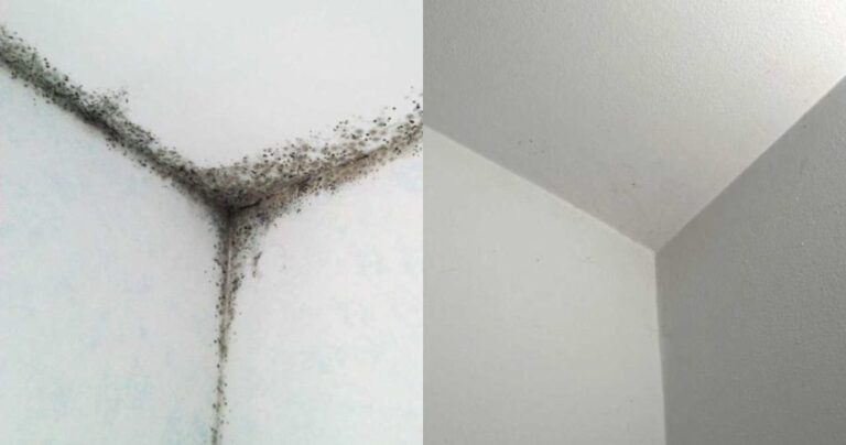 Mold in the corners of your bathroom, this remedy solves the problem forever