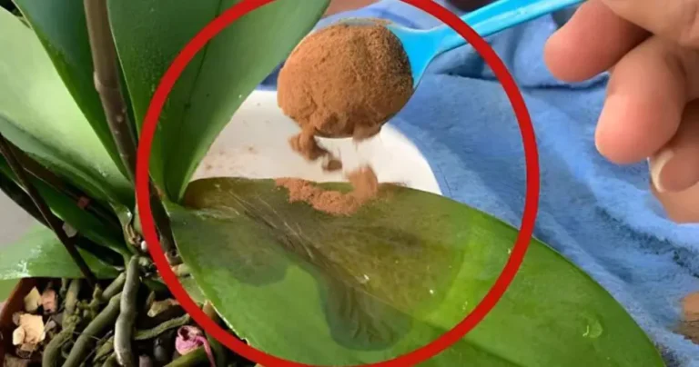 A teaspoon of dried plants and they will be completely healed in just a few days.