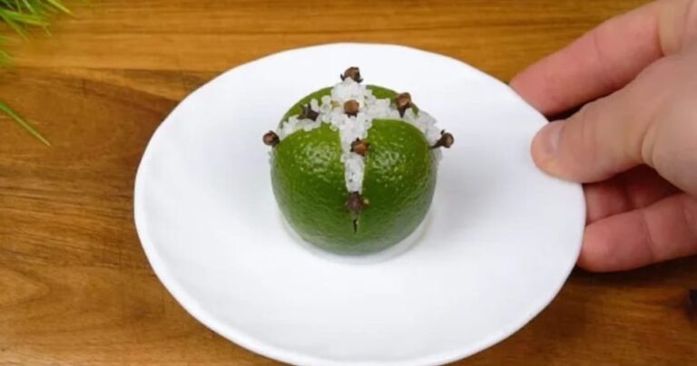 Flies, mosquitoes and cockroaches will disappear from your sight with this natural method