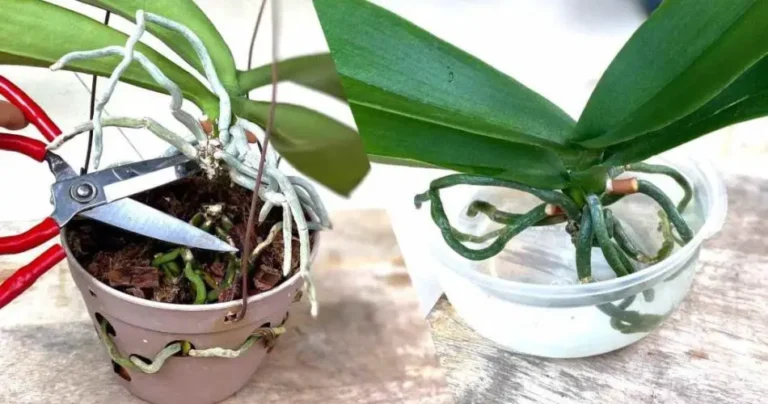 Rejuvenate your orchid with this method loved by nurserymen: it lasts a lifetime