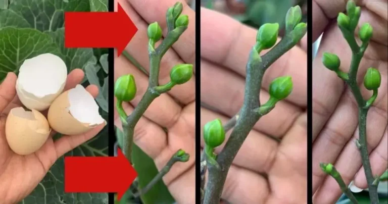 Only then will your orchid bloom all year round: it has never been so exuberant