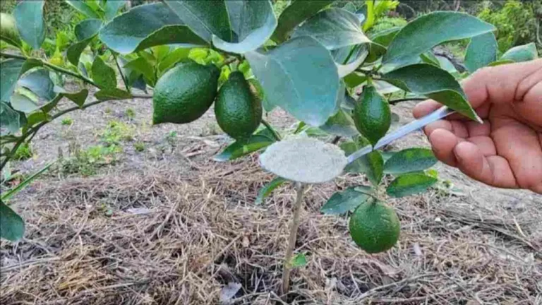 With just a tablespoon of this ingredient, the lemon tree will bloom indefinitely