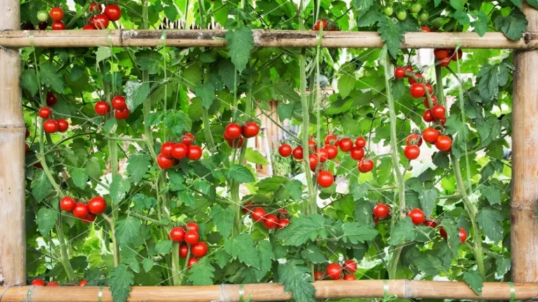 How to build a tomato trellis, the easiest way