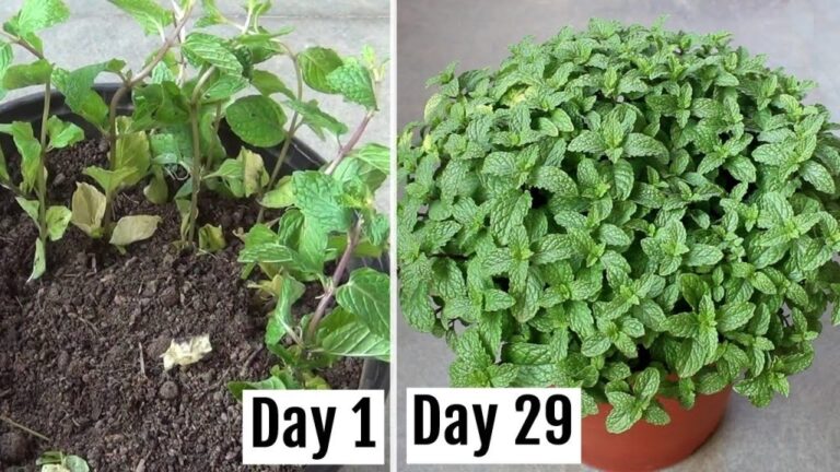 How you grow mint at home for unlimited freshness