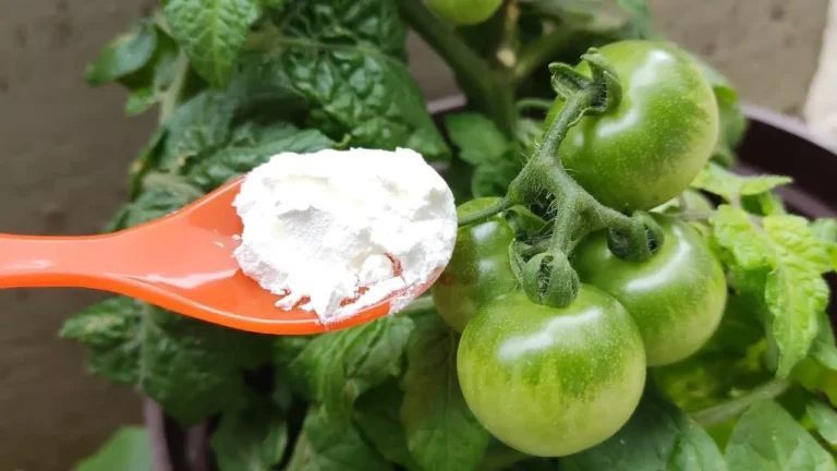 Use this powerful complement, tomatoes and cucumbers bloom like never before