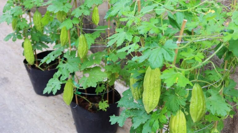 Growing Bitter Melon in Containers: Your Complete Guide