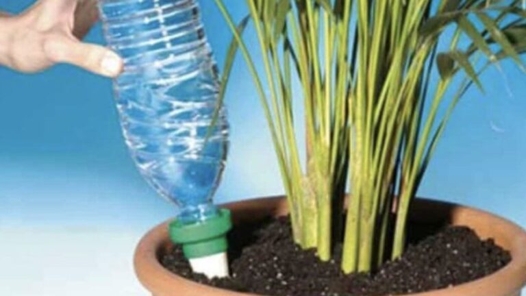 A Gardening Hack for Watering During Absence