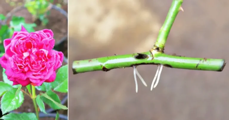 Rose cuttings from a branch : how to grow roses from branch cuttings