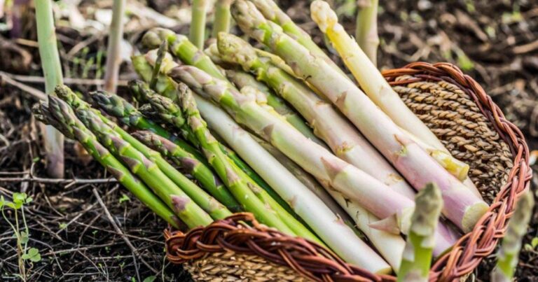 Grow Asparagus In Containers: How To Enjoy This Perennial Vegetable Year-Round