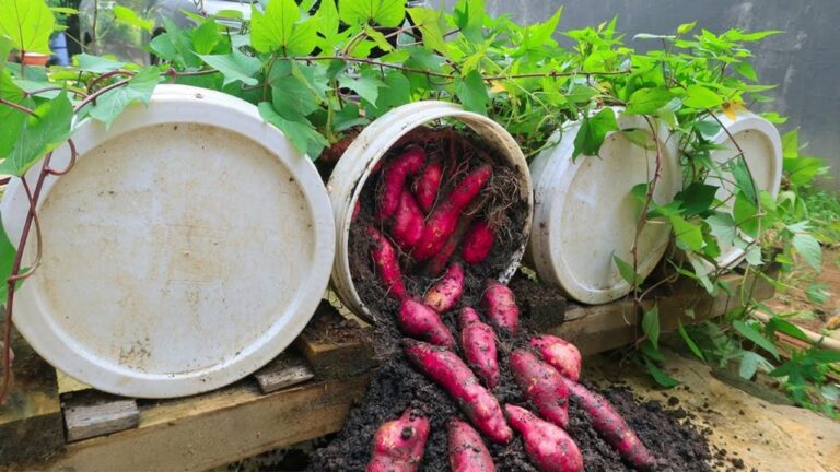 How to grow sweet potatoes in plastic containers at home