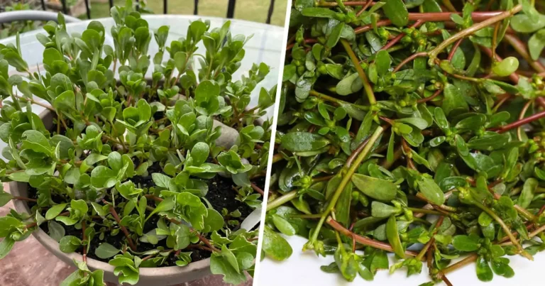 8 Reasons Why You Shouldn’t Pull Out Purslane and Should Use It Instead