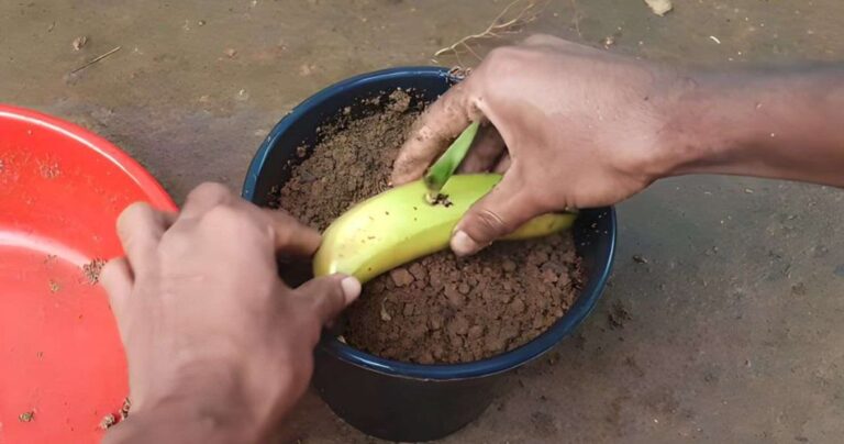 Bury a banana in the ground – it’s amazing what happens after 7 days