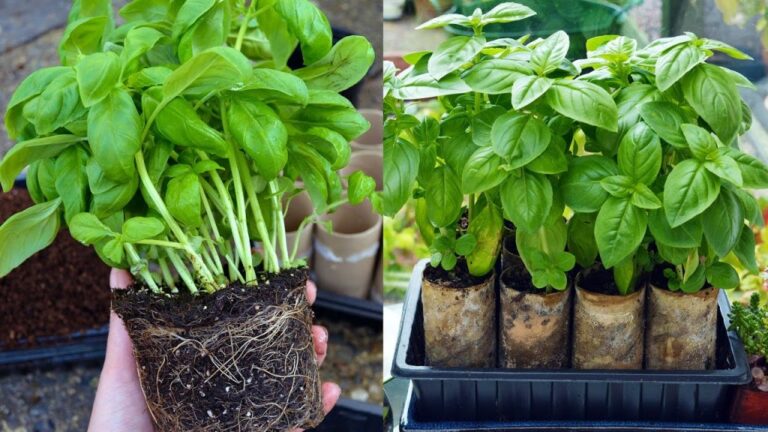 How to keep a supermarket basil plant alive