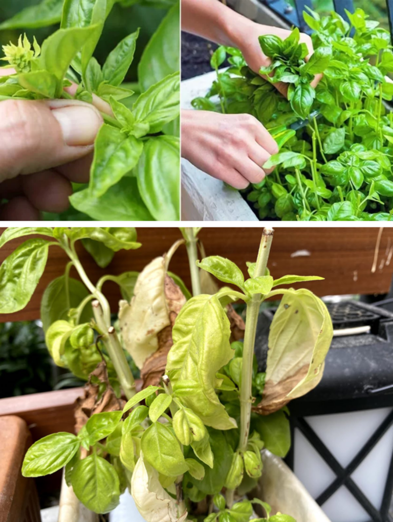Mistakes you all doing with your basil plant