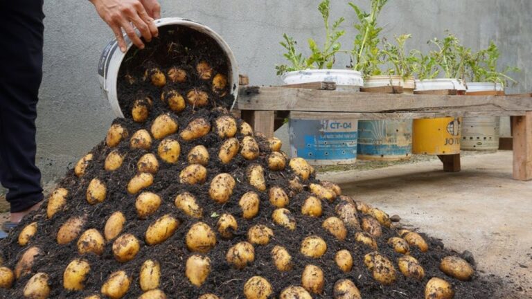 How to Plant potatoes in containers At home