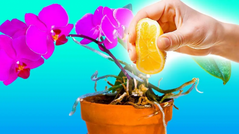 How and Why Watering Orchids with Lemon Juice