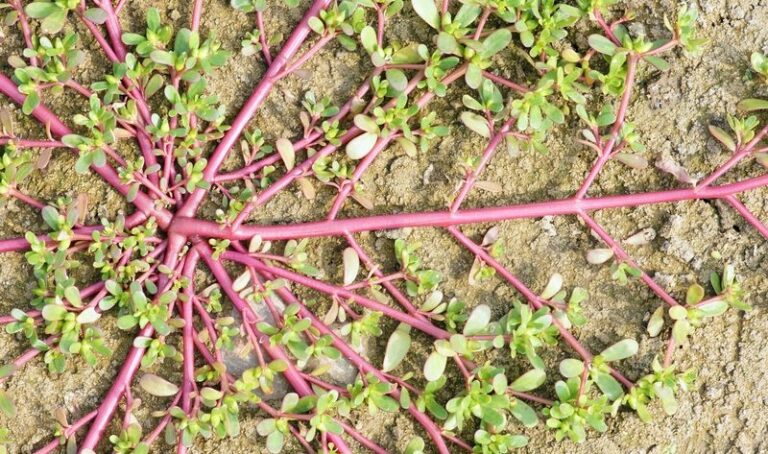 How to distinguish purslane from toxic spurge