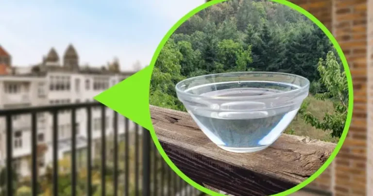 Bowl of water on the balcony, run and pick it up immediately: a measure that saved millions of lives