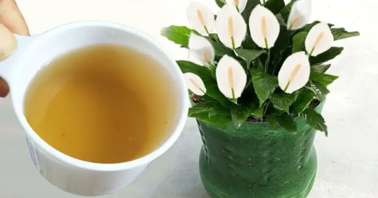 With this natural fertilizer you will have a load of flowers all year round at no cost