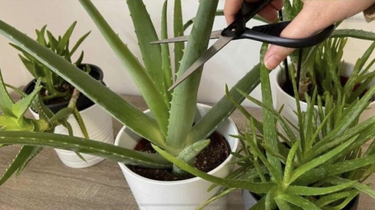 How to Care for Your Aloe Vera Plants
