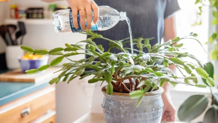 Sparkling water for plants, how to use it?