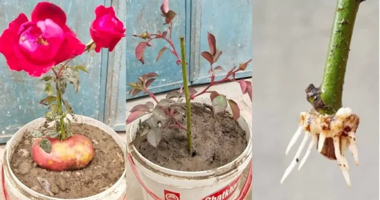 Quick and Easy Method: Propagating Roses with Potatoes for Fast Rooting