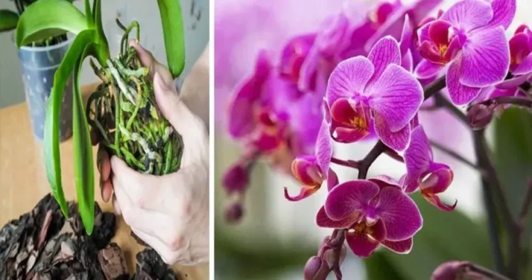 The orchid suffers from the heat in summer: if you forget to do it in September you will find it dead