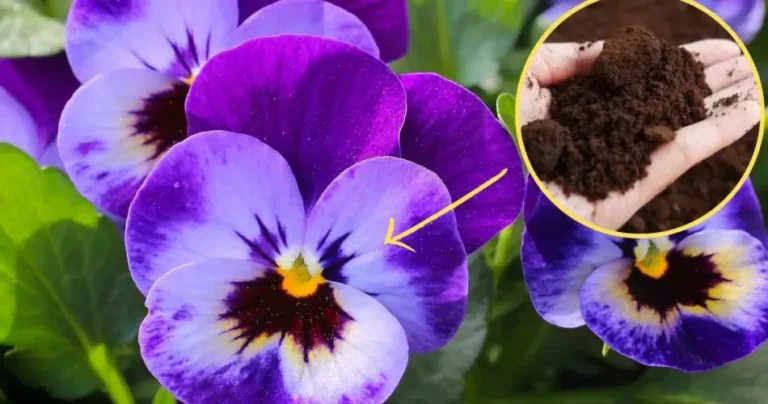 Coffee grounds on plants, you’ve never had a garden like it: everyone will envy you