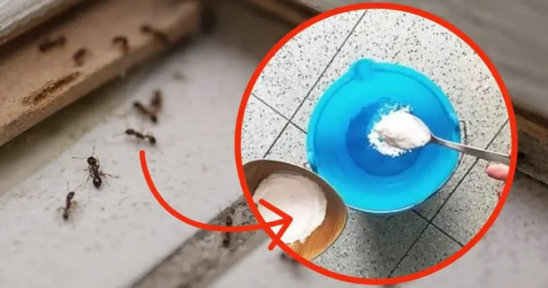 Ants at home, 1 drop on the ground is enough to kill them in 2 minutes: miraculous