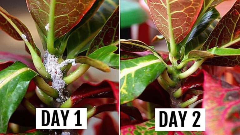 Eliminate mealybugs from your plants forever: 5 natural pesticides