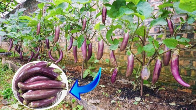 Cultivating Vibrant Eggplants at Home