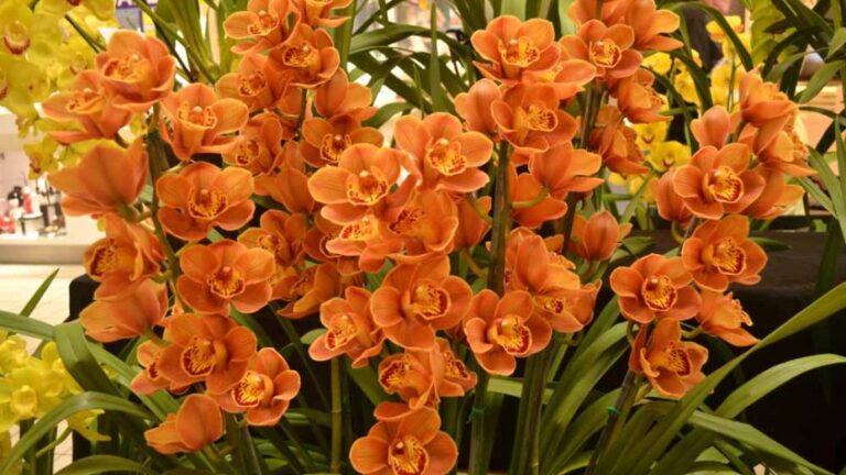 Cymbidium Orchids, how to take care of this plant for extraordinary flowers