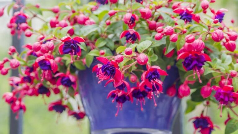 How to Grow Fuchsia And take care of it