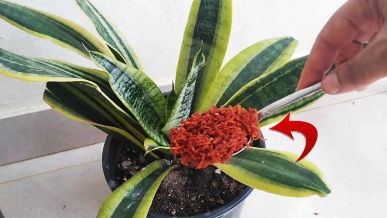 Goodbye pests and fungi on plants, with this ingredient they will not return